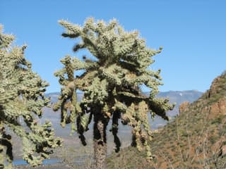 Cholla