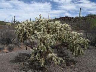 Cholla sauteur