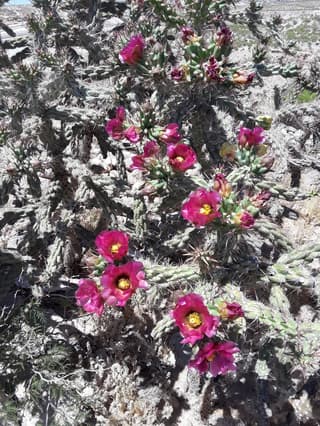 Cholla
