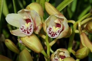 Cymbidium orchid