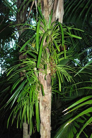 Indian Boat Orchid