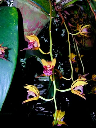 Devon's Cymbidium