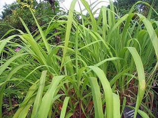 Citronela