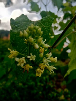 Honeyvine Milkweed