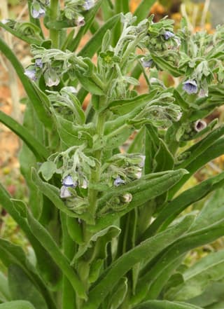 Cinoglossa-de-Creta