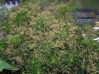 Dwarf Papyrus