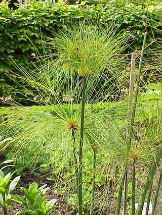 Egyptian Papyrus