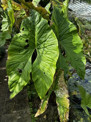 Cyrtosperma