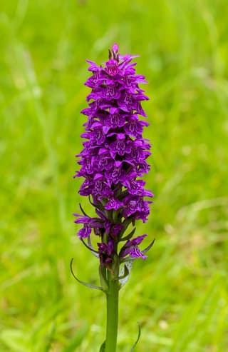 Heath Spotted Orchid
