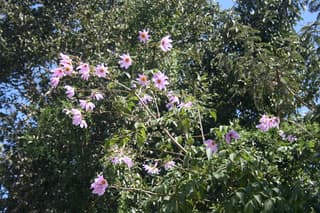 Tree Dahlia