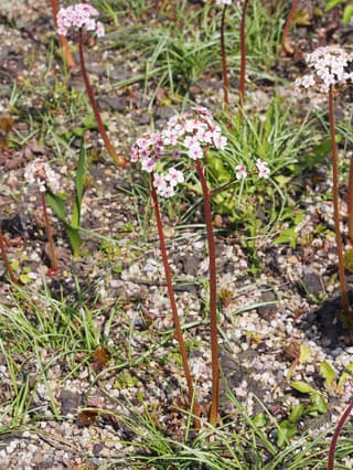 Indian rhubarb