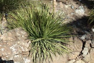 Mexican Grass Tree