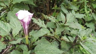 Devil's trumpet