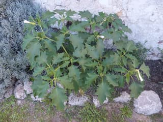 Jimsonweed