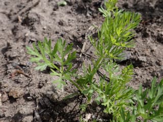 Garden Carrot