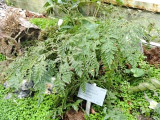 Hare's-foot Fern