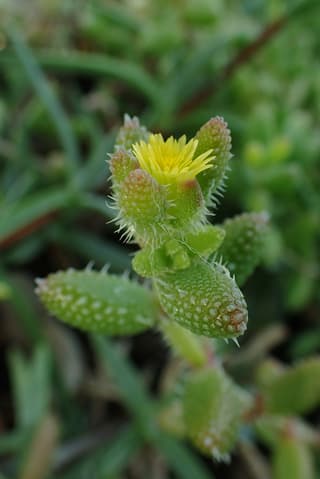 Planta Picles