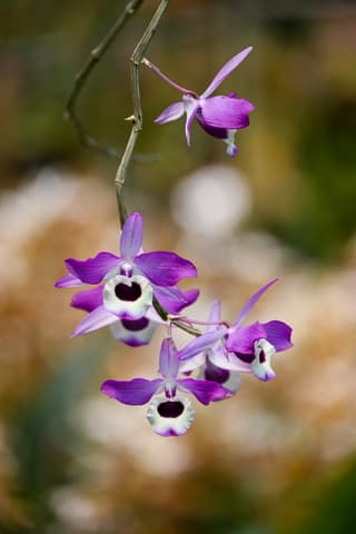 Dendrobium Orchid (genus)
