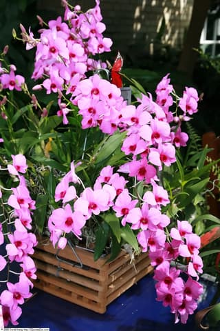 Orquídea de Cooktown