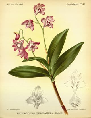 Růžová skalní orchidej