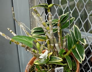 Orquídea Sekkoku