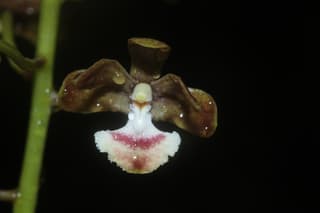 Virot's Dendrobium