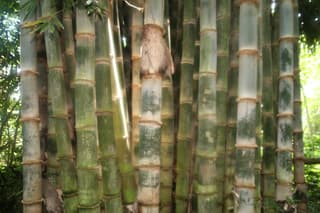 Bambu-gigante