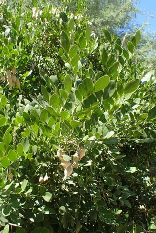 Frijolillo