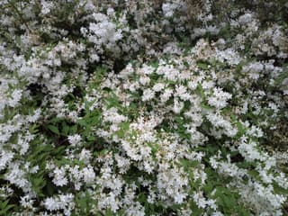 Slender Deutzia