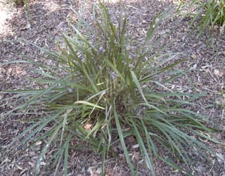 Dianella