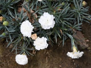 Pink / Carnation (genus)