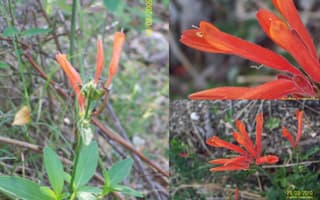 Dicliptera