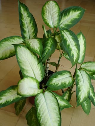 Bowmann Dumb Cane