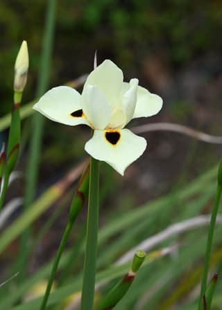 Iris Selvatico Giallo