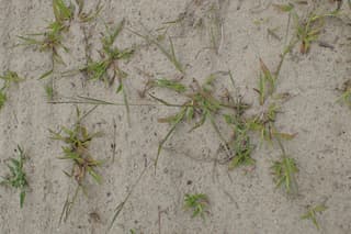 Digitaria ischaemum