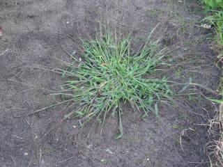 hairy crabgrass