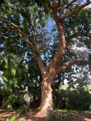 Longan