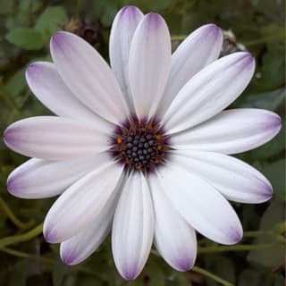 Margarida-do-cabo