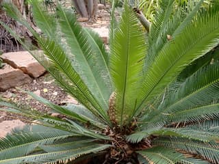 Virgin's Palm