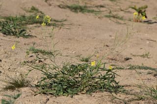 Wild rocket