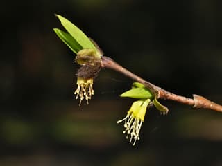 Eastern Leatherwood