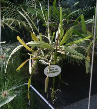 Cacto-orquídea