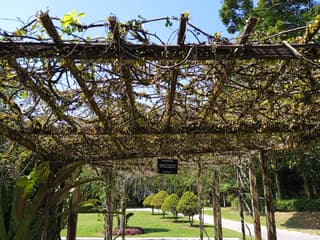 Cat's Claw Vine