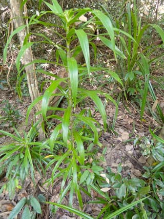 Dracena a foglie strette