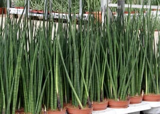 Dracena Bacularis