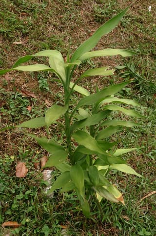 Bambu da Sorte