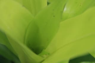 Dracena-de-vênus
