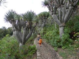 Dragon Blood Tree