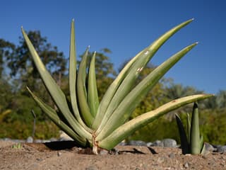 Sansevieria blu