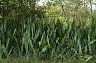 Dracena-africana